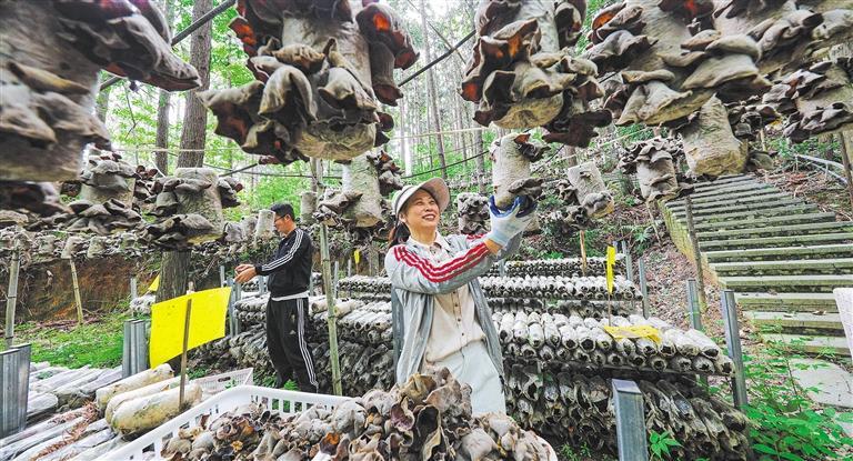 展产业调研】林下生金不朽情缘【高质量发(图2)